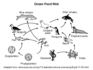 ecology, energy flow and food web fig: lenv82019-examw_g5.png